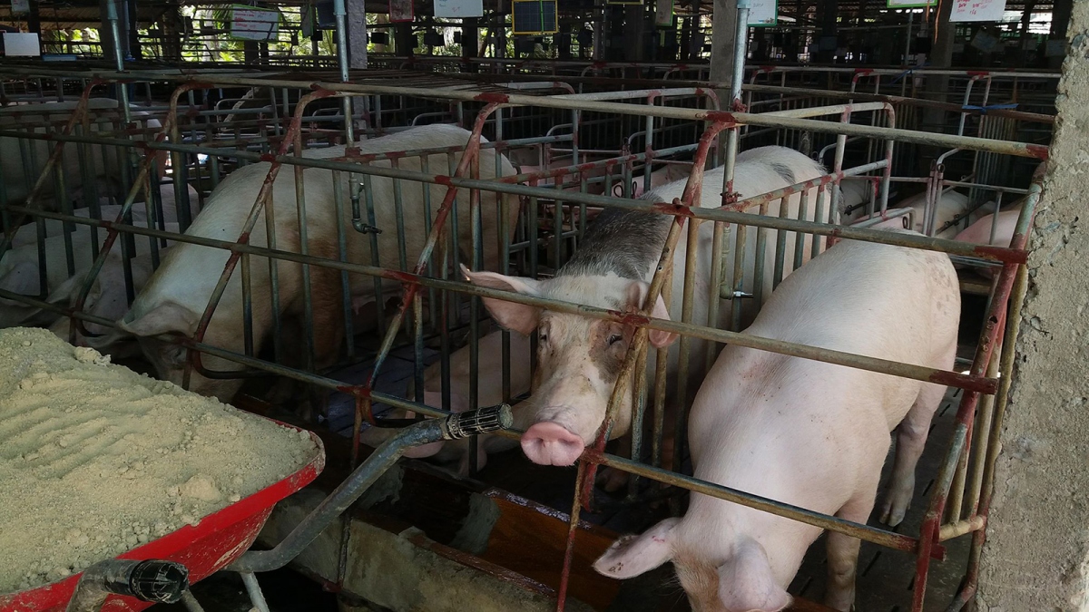 Giá lợn tăng, lợn giống khan hiếm nông dân khó tái đàn